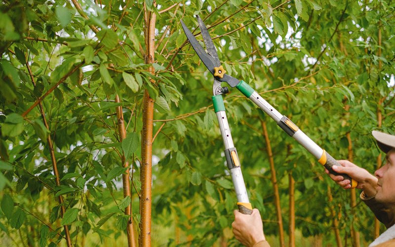 Tree trimming in Rancho Santa Margarita, CA